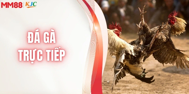 Đá Gà Trực Tiếp