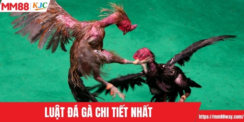 Luật đá gà chi tiết nhất