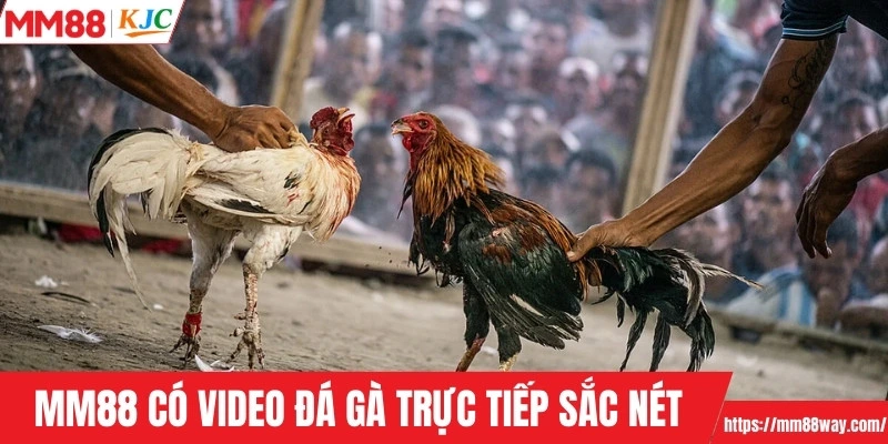 MM88 cung cấp video đá gà trực tiếp sắc nét