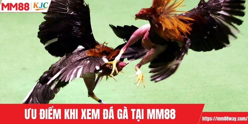 Ưu điểm khi xem đá gà tại MM88