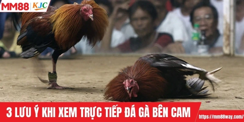 3 lưu ý khi xem trực tiếp đá gà bên Cam