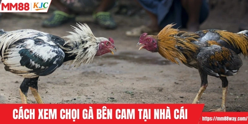 Cách xem chọi gà bên Cam tại nhà cái