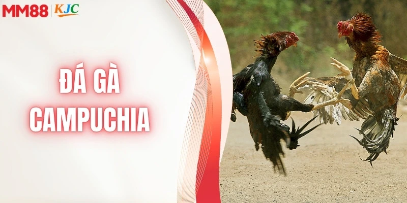 đá gà campuchia