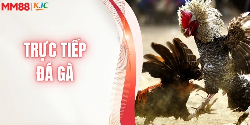 trực tiếp đá gà